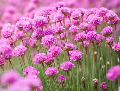 Armeria_NiftyThrify 395x300 Thrify Flower
