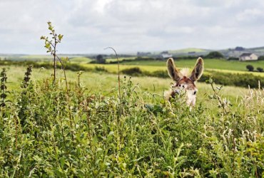 Flora, Fauna & folklore