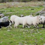 Caherconnell Stone Fort & Sheepdog Experience