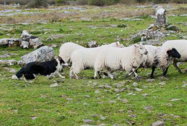 Caherconnell Stone Fort & Sheepdog Experience