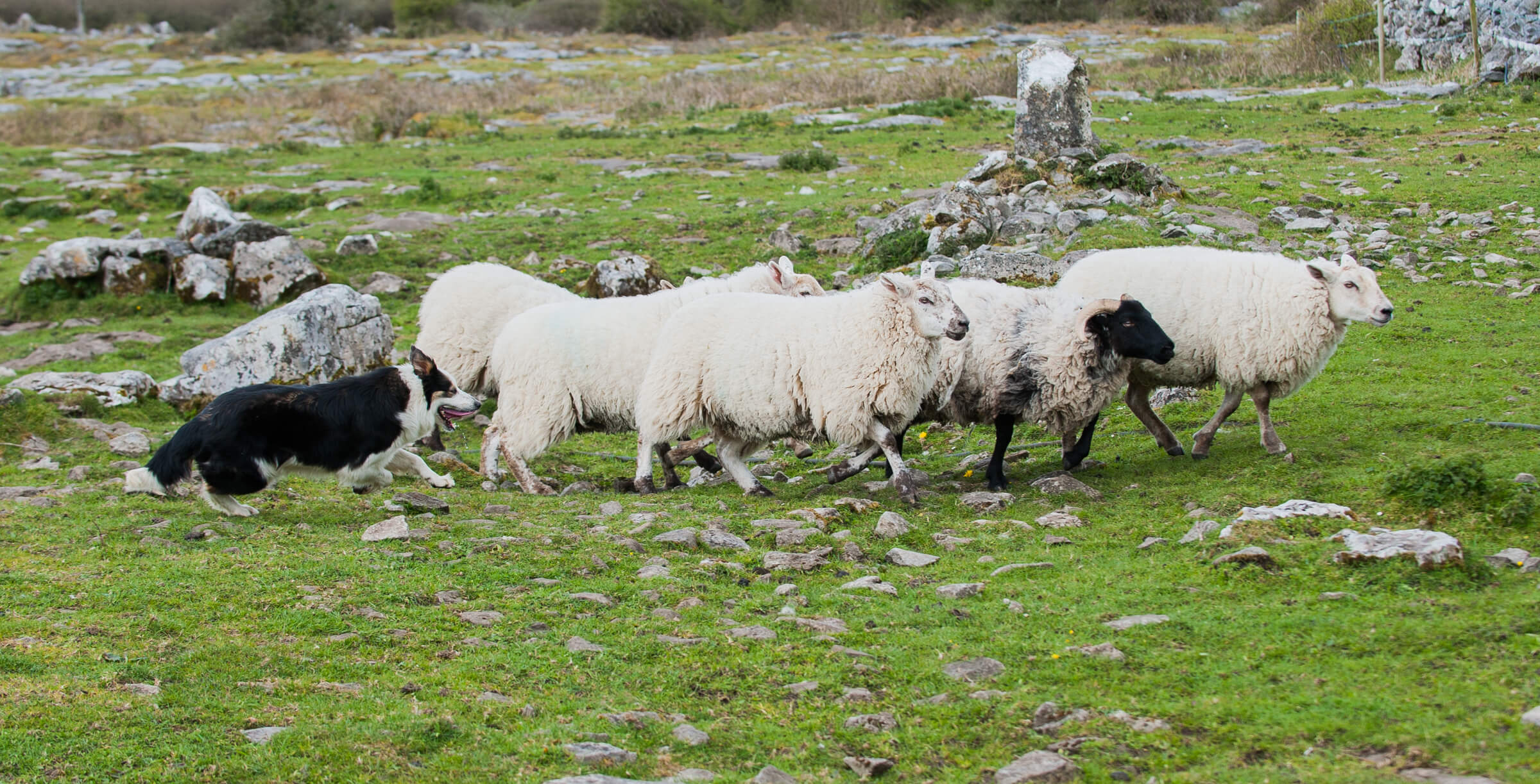 Caherconnell sheepdog demonstrations caherconnell stone fort